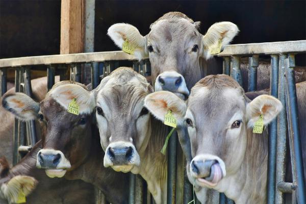 Four dairy cattle in a barn