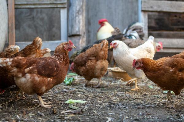 Close up photo of chickens in a farmyard
