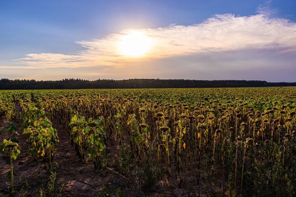 Field of sunflowers wilting in the heat 