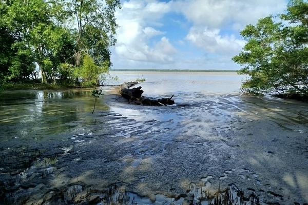 Coastal landscape of water, mud and trees in a tropical area