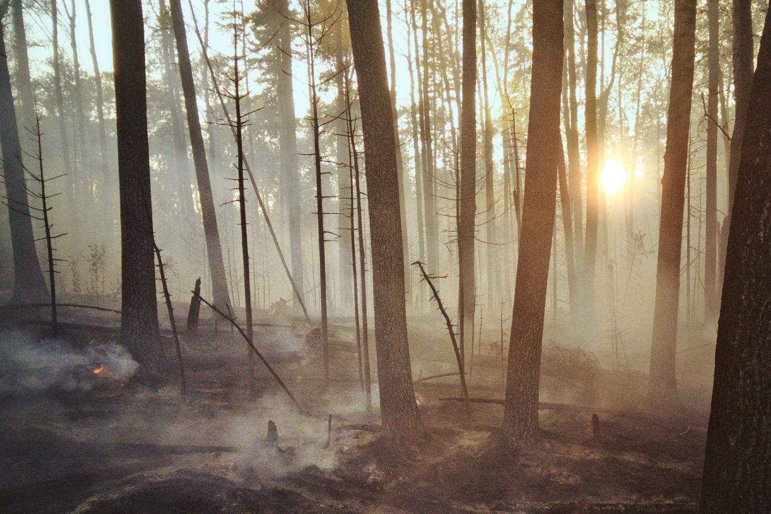 Forest in ashes after a fire