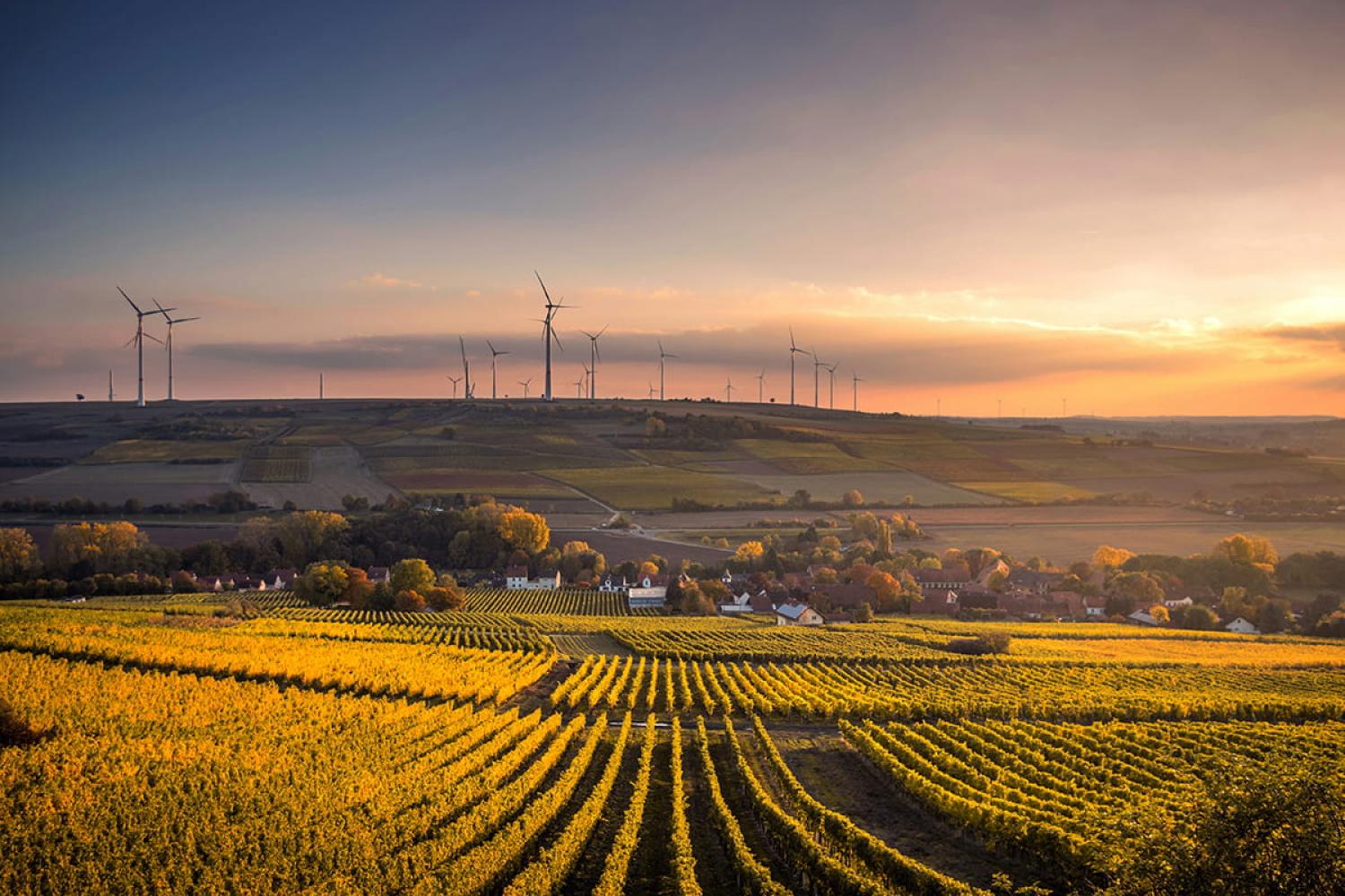 Wind turbines on a hill in an farming landscape with vineyard in the foreground